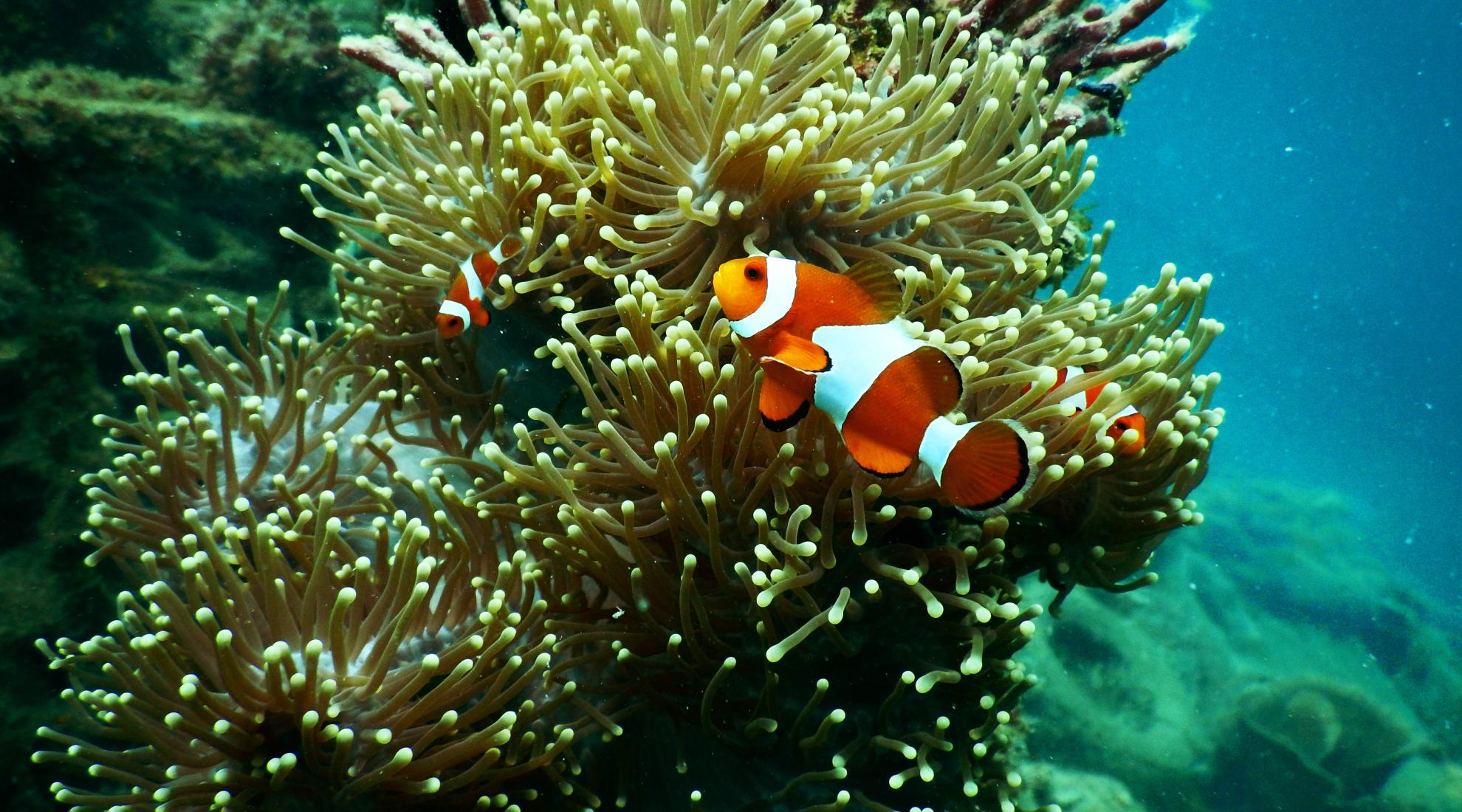 Corals