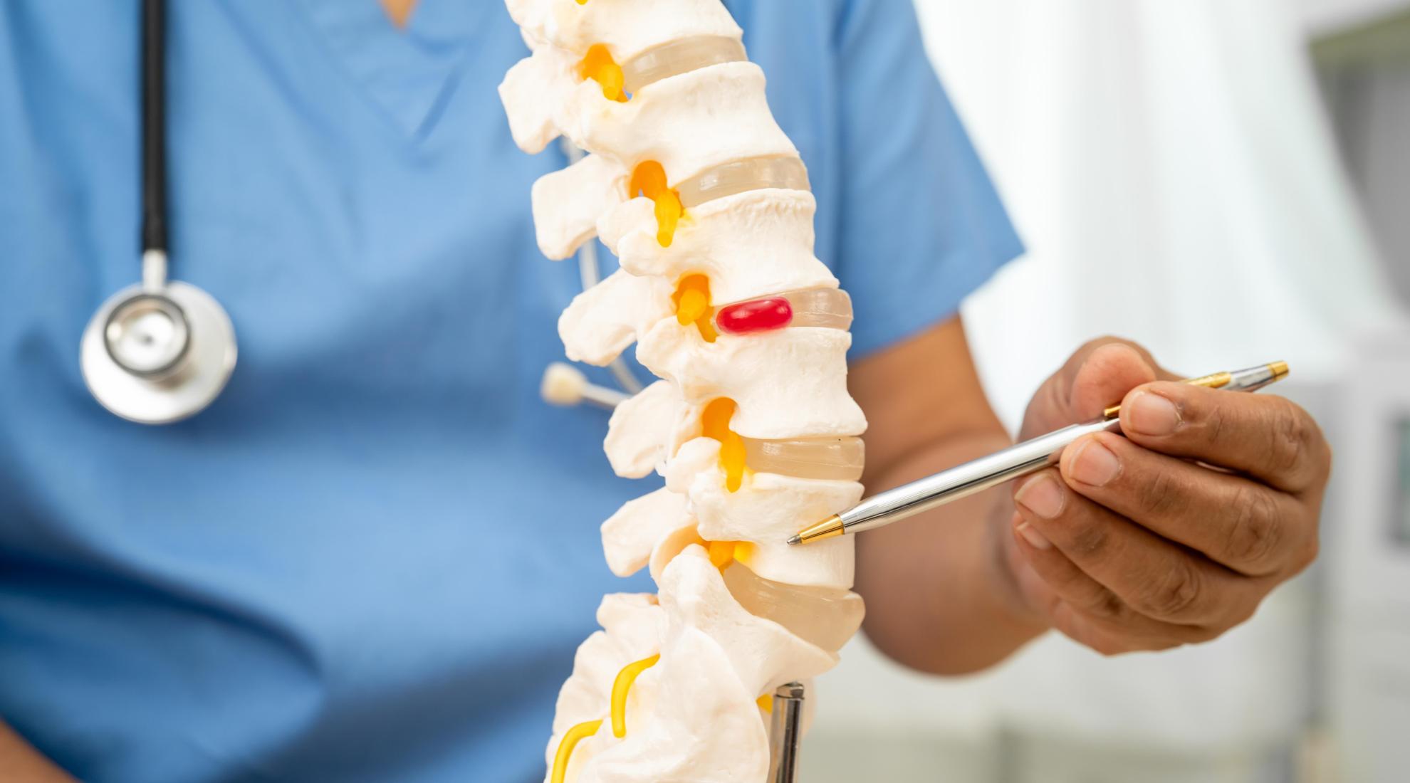 Spinal cord 
