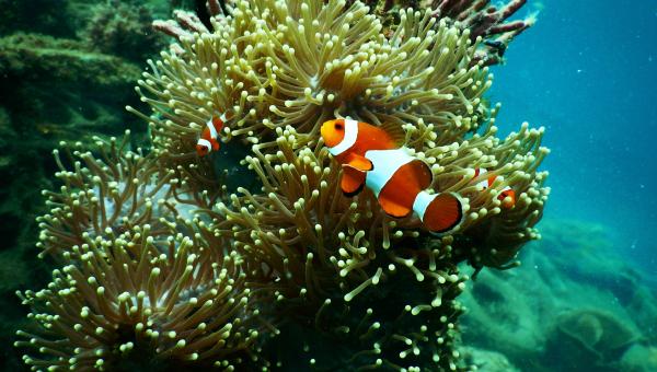 Corals