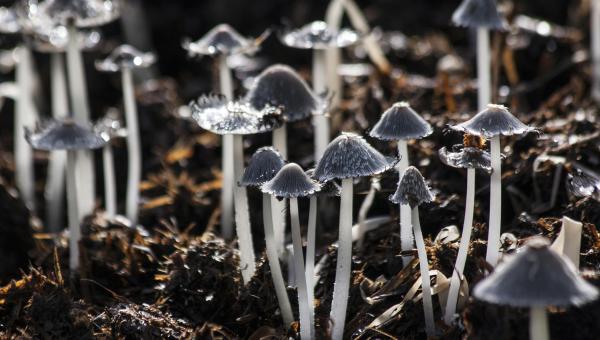 Lab-grown fungi are now used to degrade or remove environmental toxins in soil.
