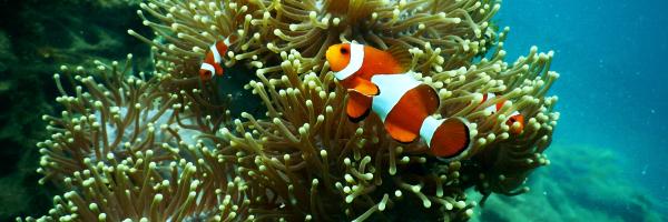 Corals